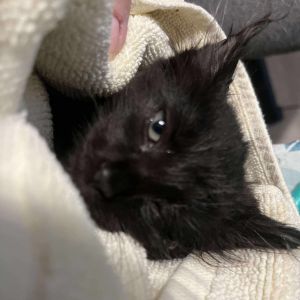 Storm, Baby Female Domestic Short Hair