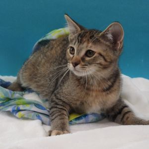 Sapphire, Baby Female Domestic Short Hair