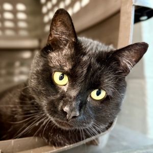 Yoda, Adult Male Domestic Short Hair