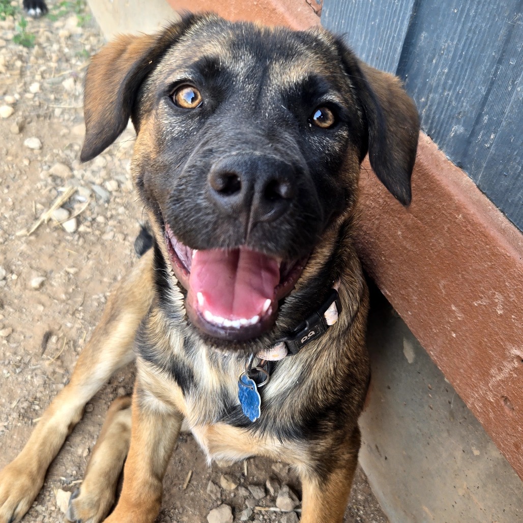 Helly R., an adoptable Mixed Breed in Moab, UT, 84532 | Photo Image 1