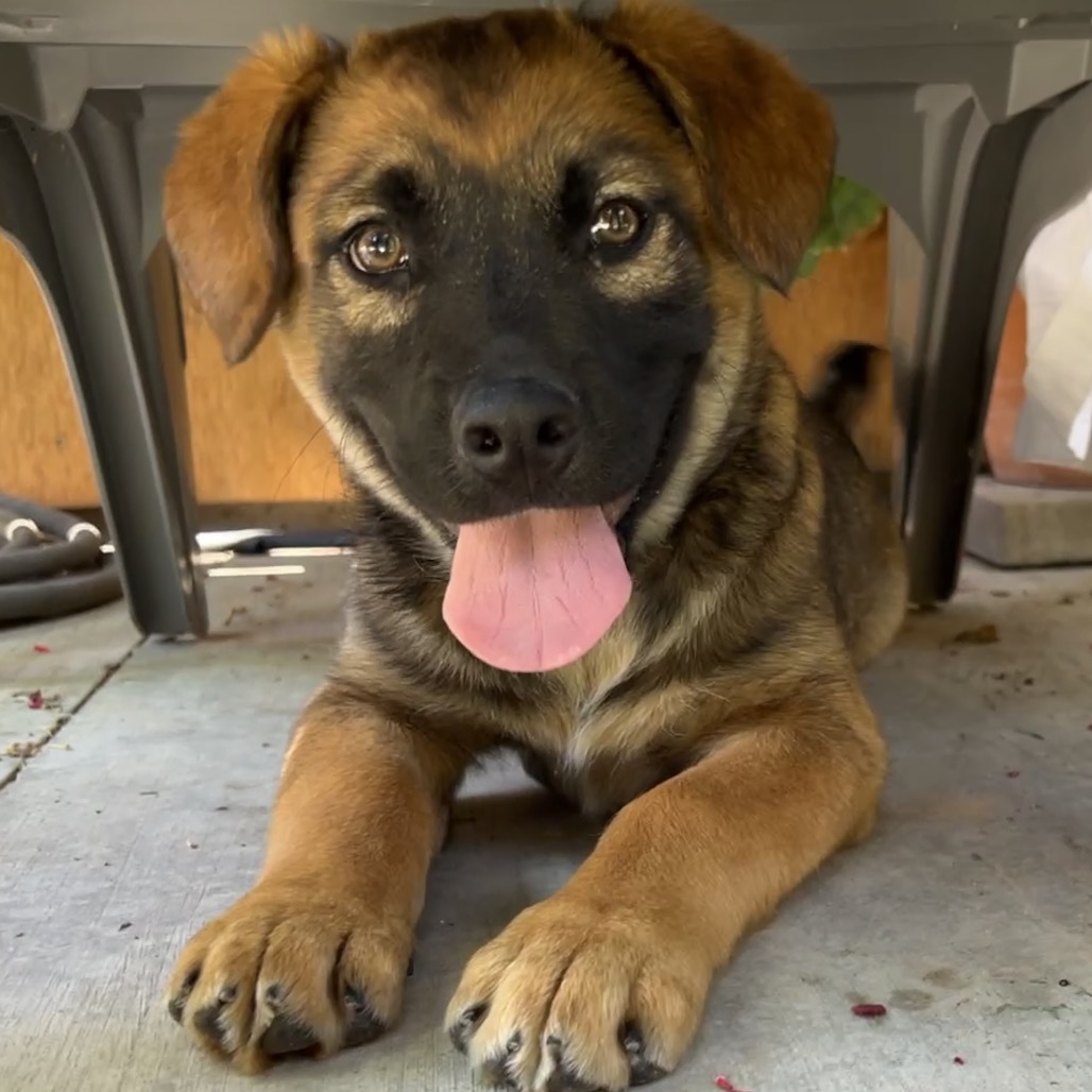 Helly R., an adoptable Mixed Breed in Moab, UT, 84532 | Photo Image 3
