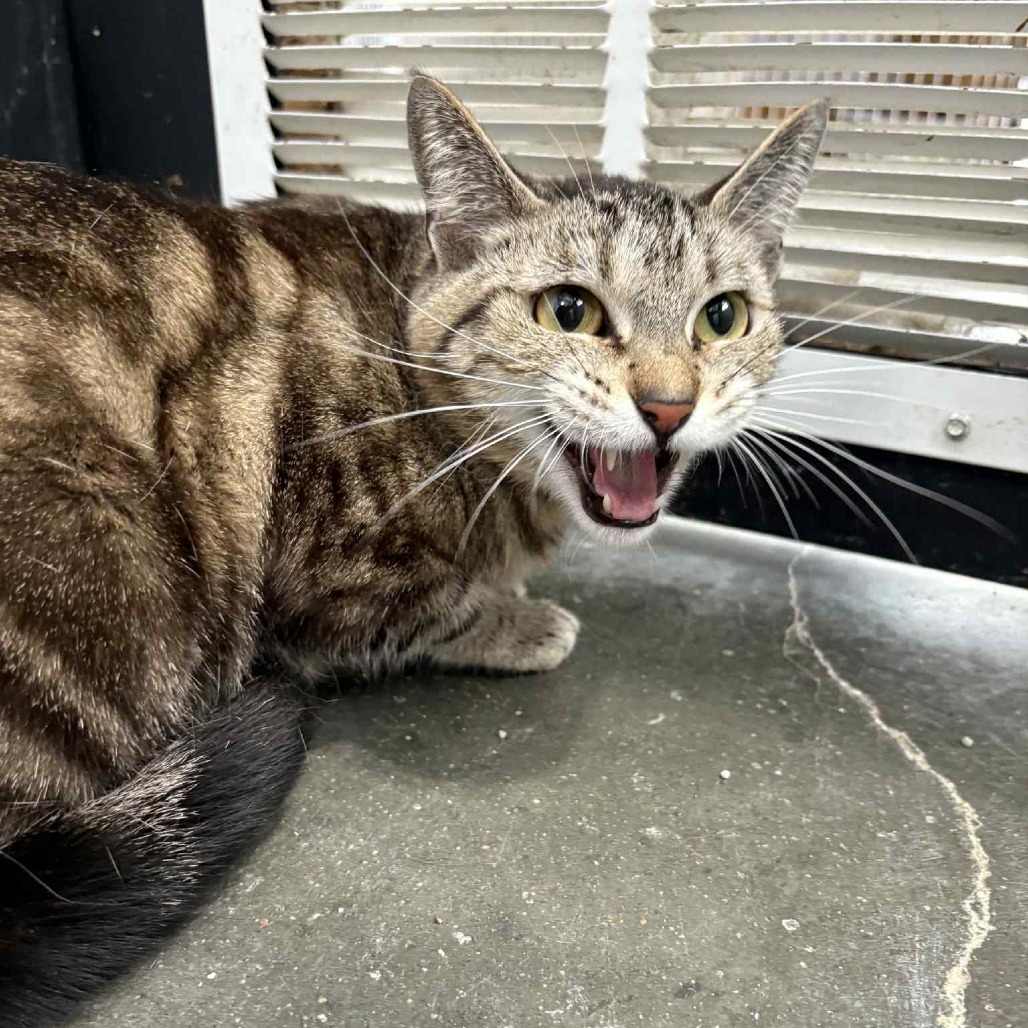 Gus, an adoptable Domestic Short Hair in Garden City, KS, 67846 | Photo Image 1