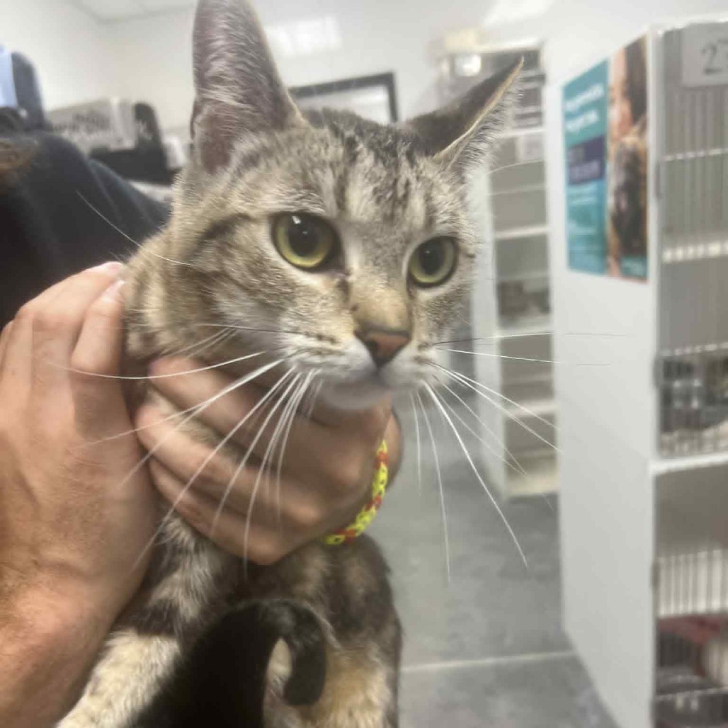 Gus, an adoptable Domestic Short Hair in Garden City, KS, 67846 | Photo Image 2