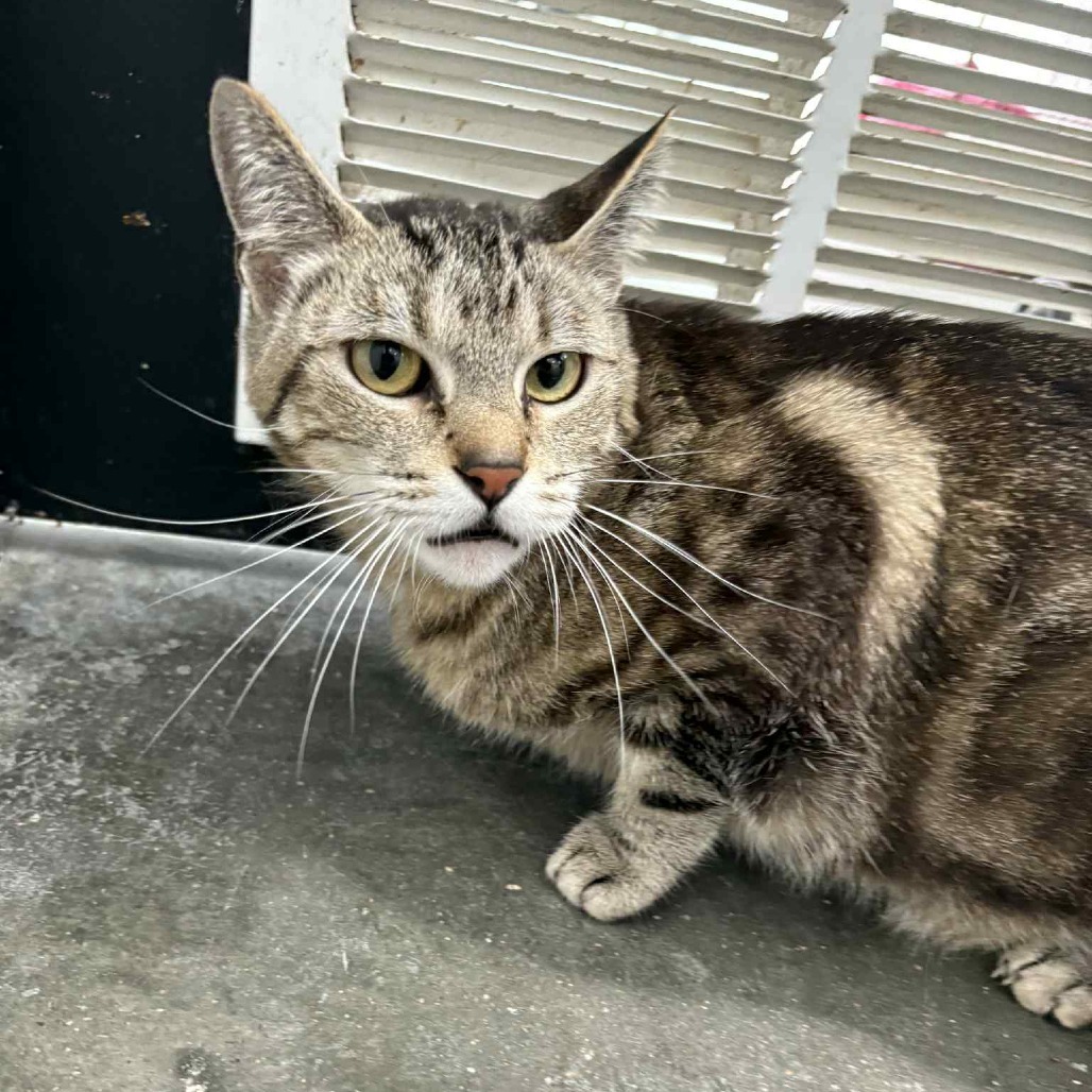 Gus, an adoptable Domestic Short Hair in Garden City, KS, 67846 | Photo Image 3