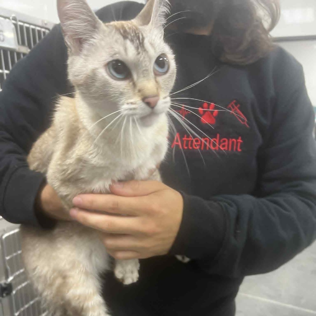 Taki, an adoptable Siamese in Garden City, KS, 67846 | Photo Image 1