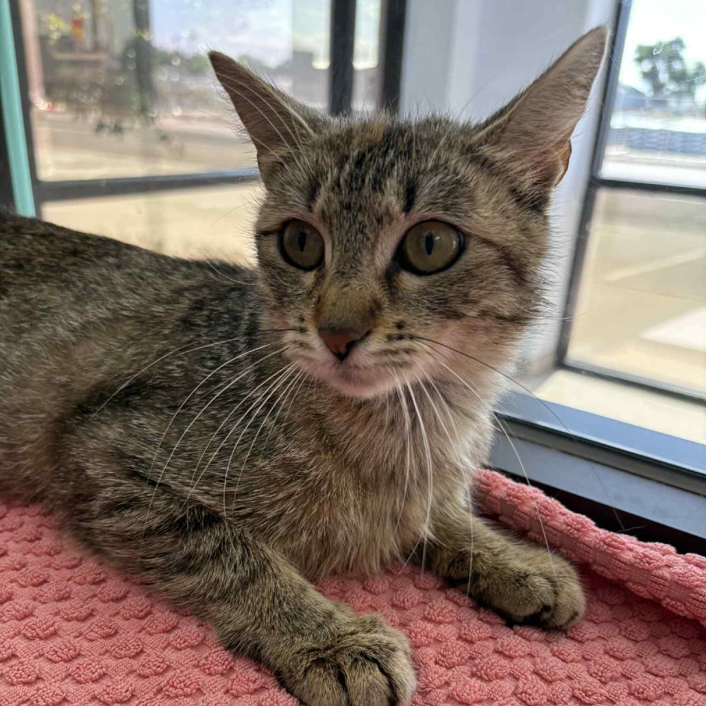 Bonsai, an adoptable Domestic Short Hair in Garden City, KS, 67846 | Photo Image 1