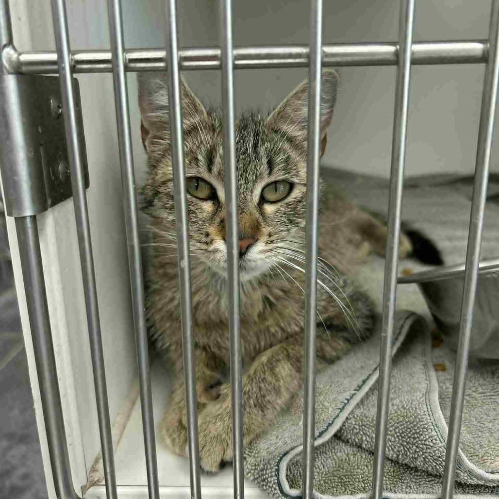 Bonsai, an adoptable Domestic Short Hair in Garden City, KS, 67846 | Photo Image 2