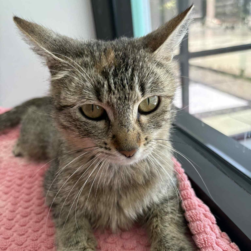 Bonsai, an adoptable Domestic Short Hair in Garden City, KS, 67846 | Photo Image 3