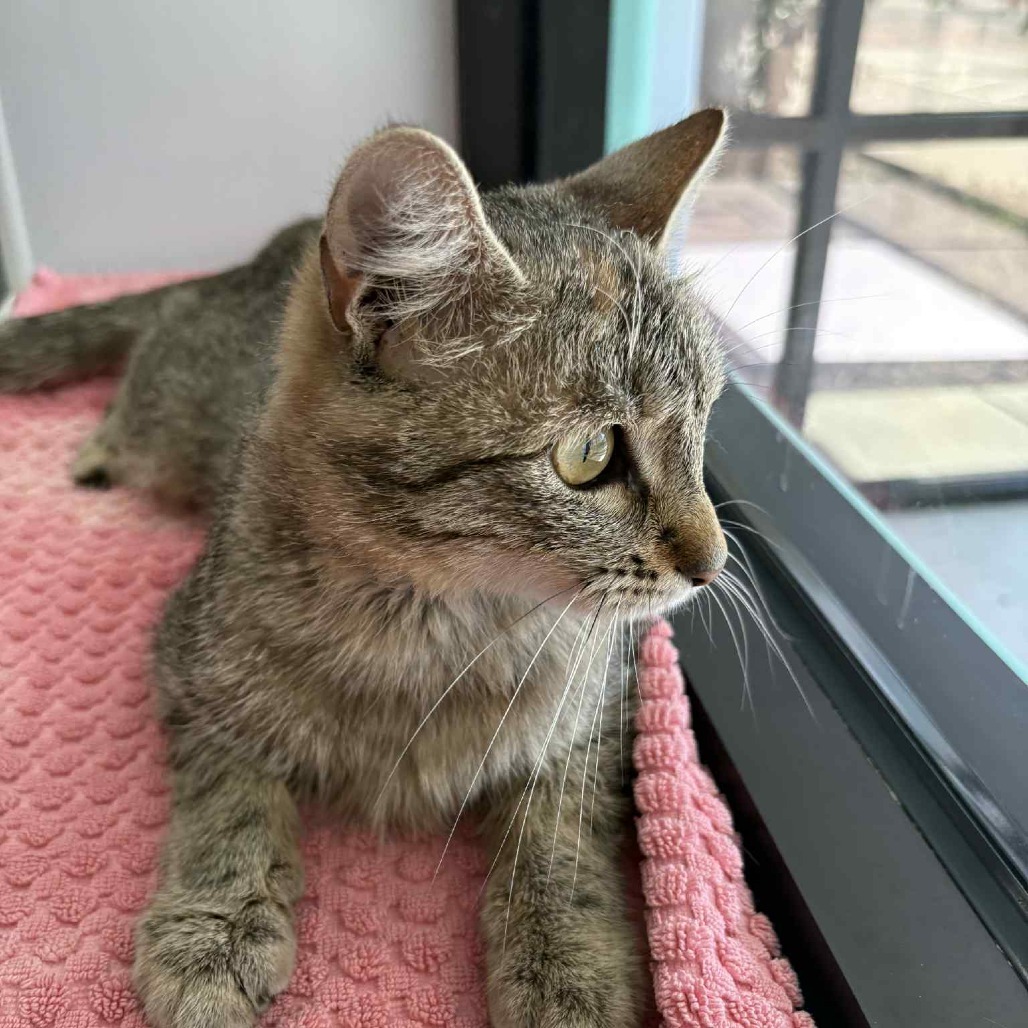 Bonsai, an adoptable Domestic Short Hair in Garden City, KS, 67846 | Photo Image 4