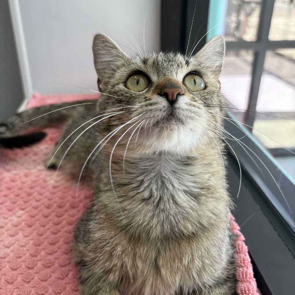 Bonsai, an adoptable Domestic Short Hair in Garden City, KS, 67846 | Photo Image 5