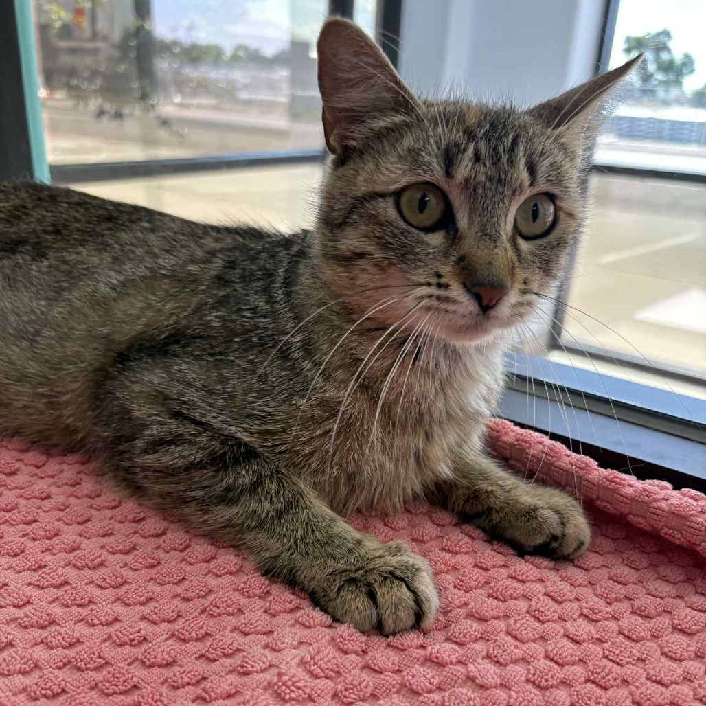 Bonsai, an adoptable Domestic Short Hair in Garden City, KS, 67846 | Photo Image 6