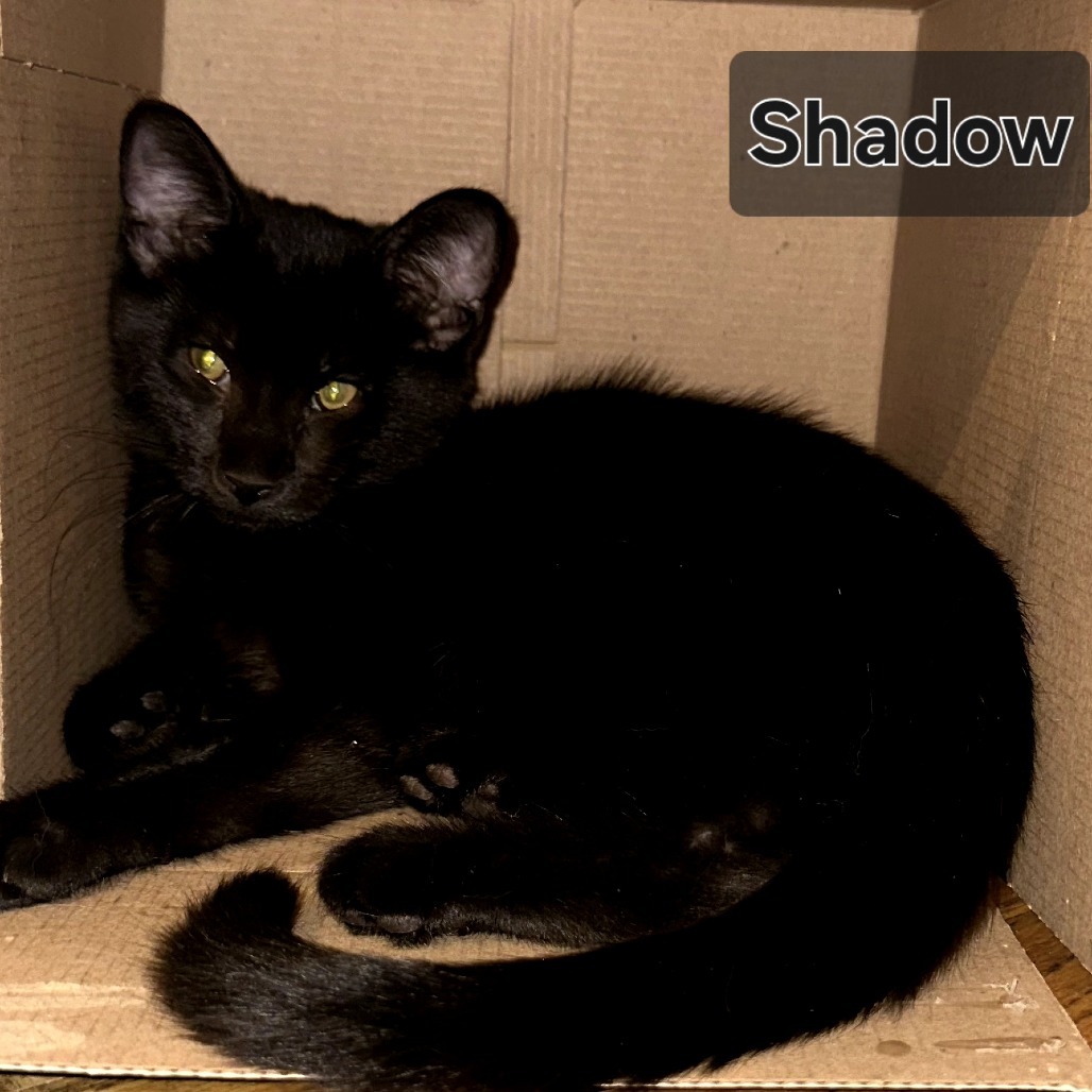 Shadow