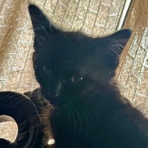 Shadow, Baby Female unknown
