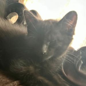 MJ, Baby Female unknown