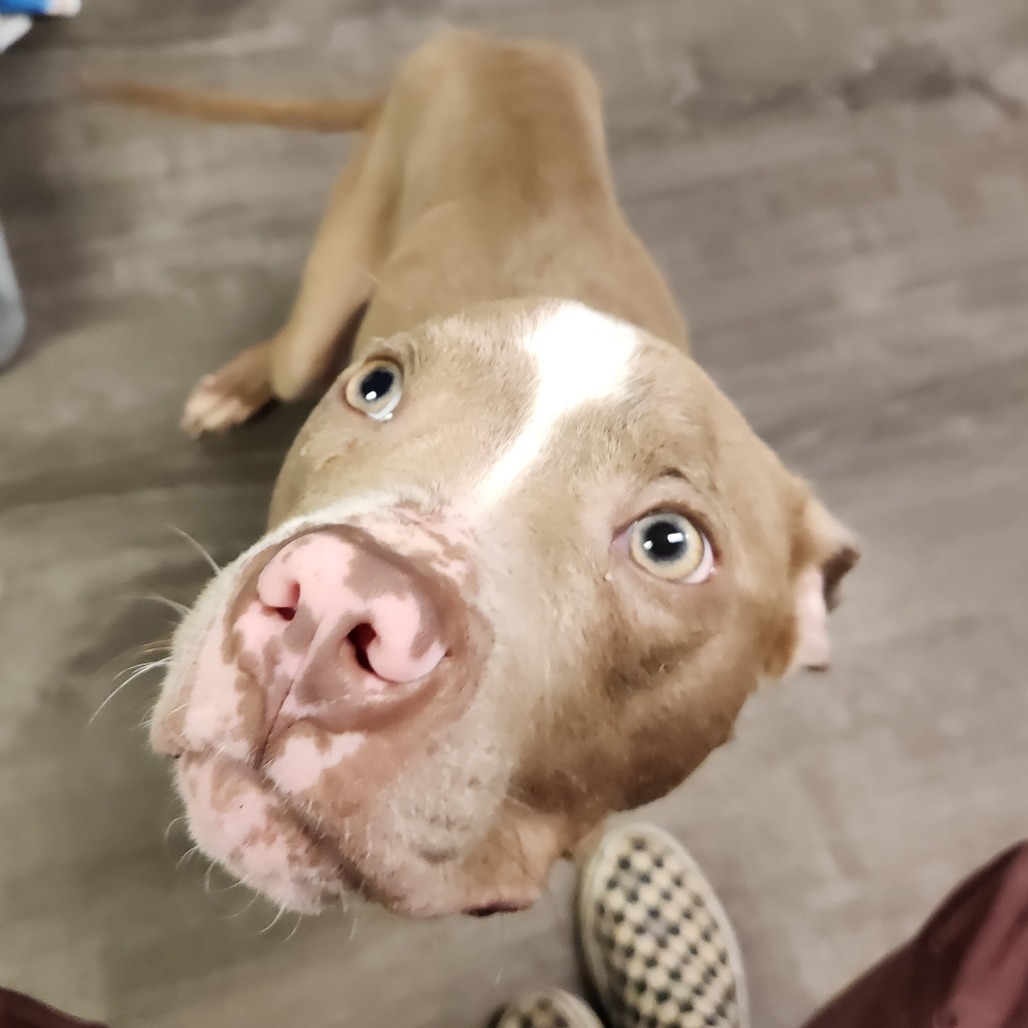 Uneeda Biscuit