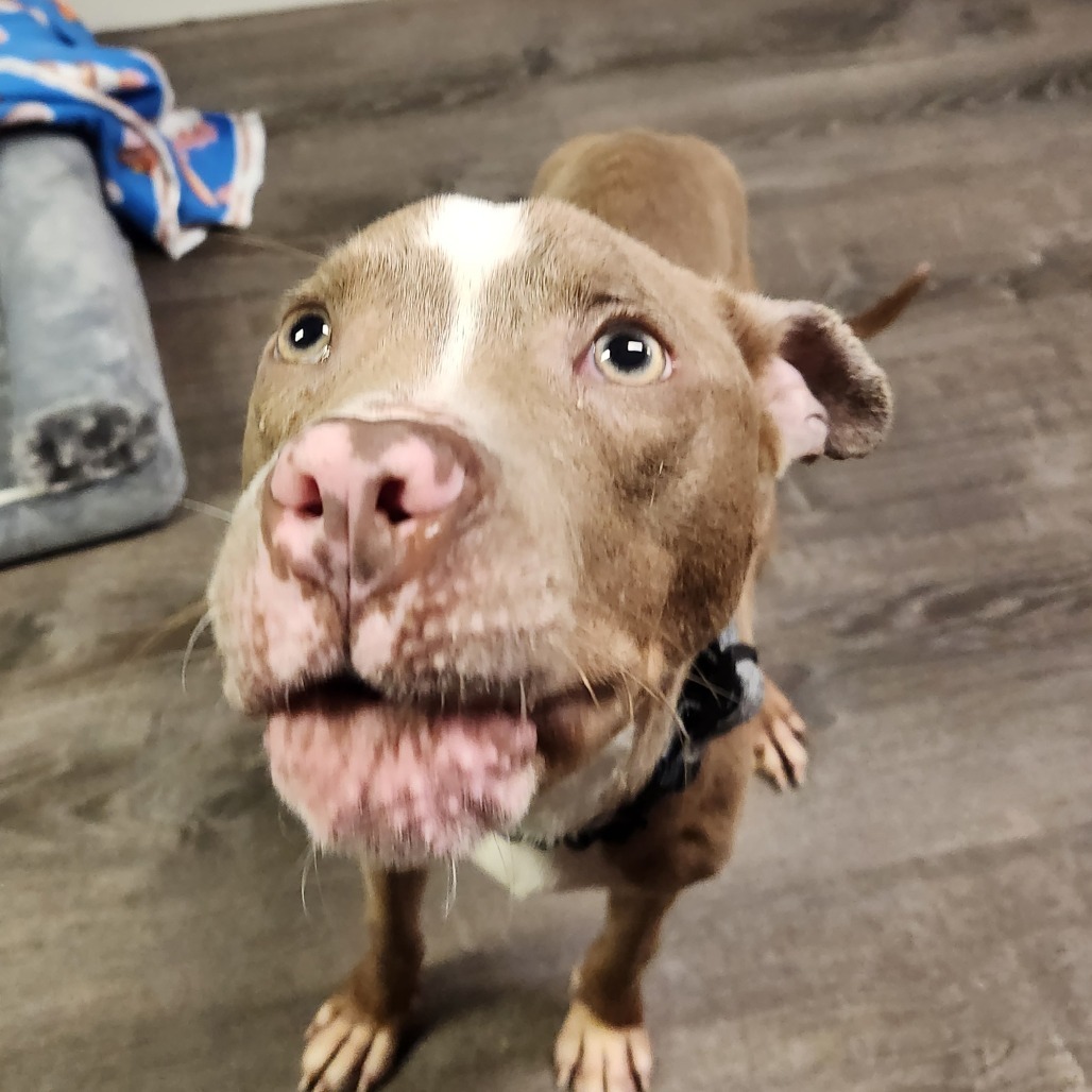 Uneeda Biscuit