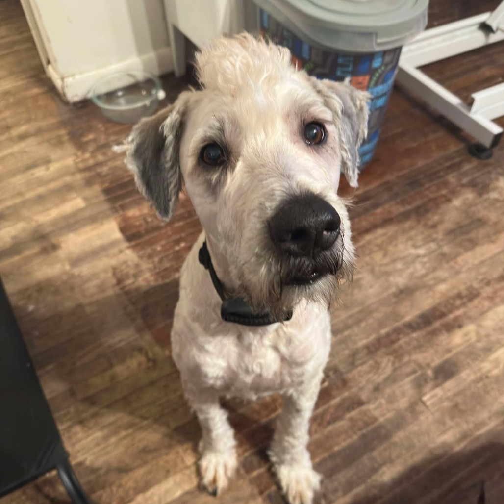Luigi aka Duke Medina, an adoptable Wheaten Terrier in Eagle Mountain, UT, 84005 | Photo Image 1