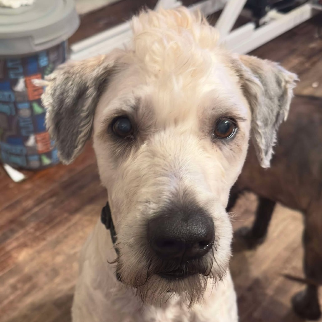 Luigi aka Duke Medina, an adoptable Wheaten Terrier in Eagle Mountain, UT, 84005 | Photo Image 2