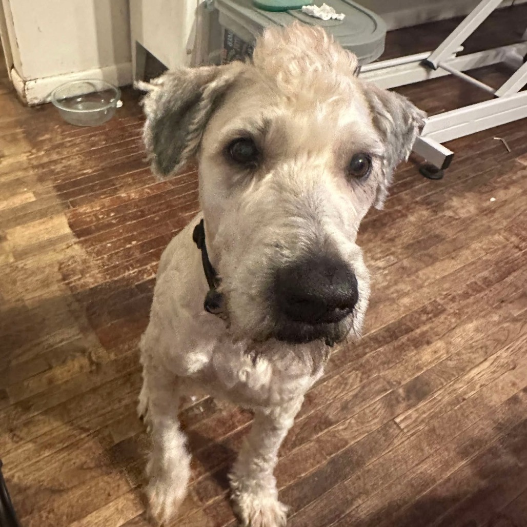 Luigi aka Duke Medina, an adoptable Wheaten Terrier in Eagle Mountain, UT, 84005 | Photo Image 3