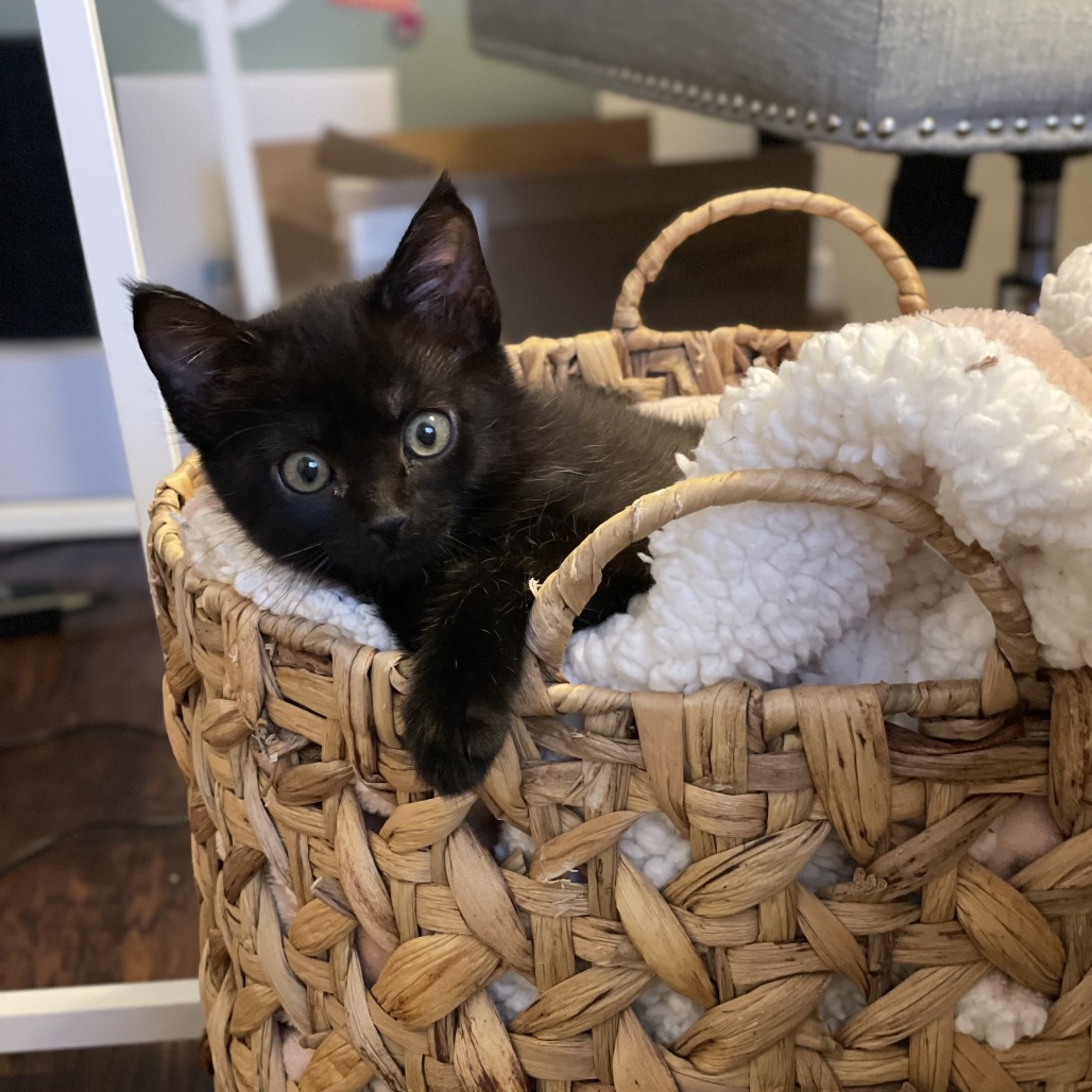 Hazel