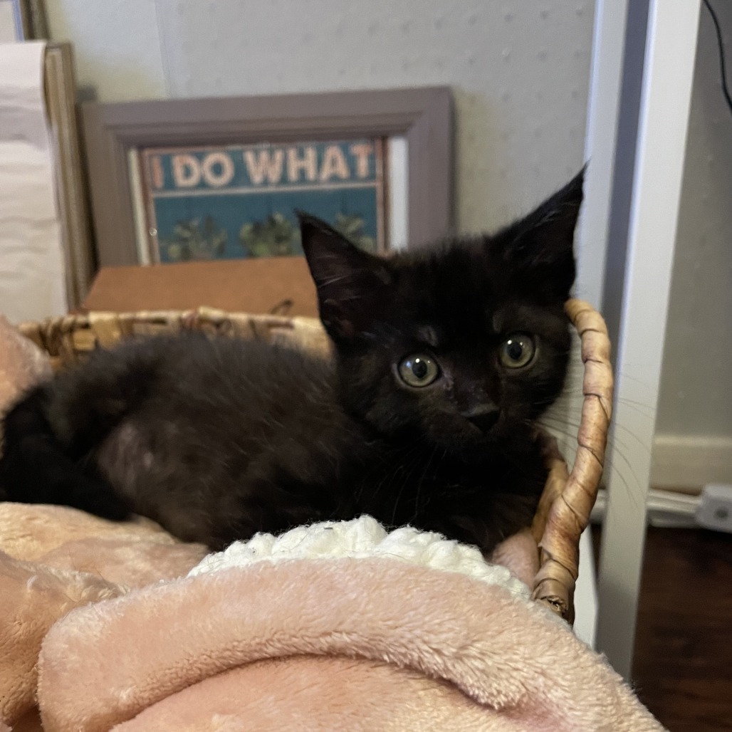 Hazel