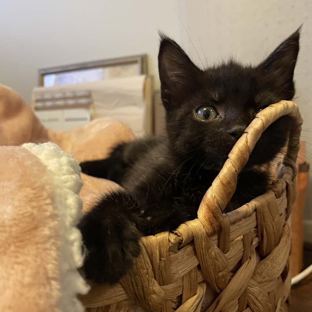 Hazel