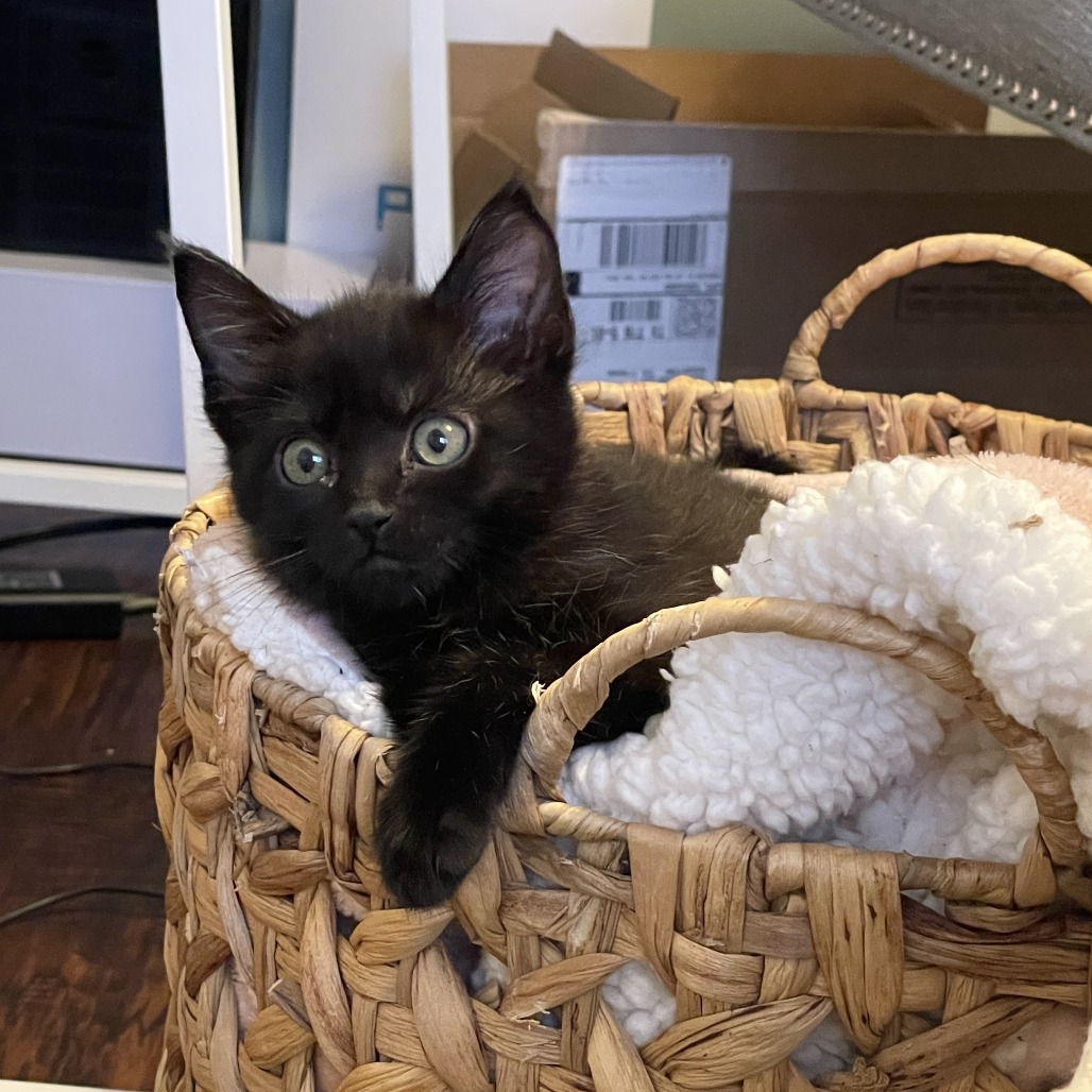 Hazel