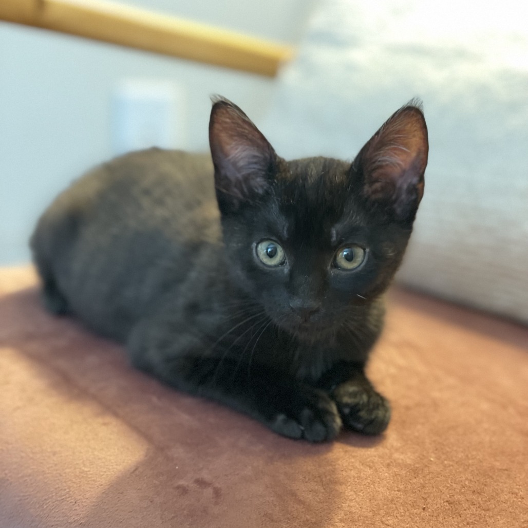 Gracie