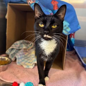 Miss Applesauce, Young Female Domestic Short Hair