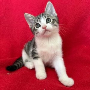 Tomasso Domestic Short Hair Cat