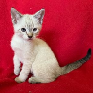 Say hello to Benedetto a handsome young boy with the biggest paws and an even b