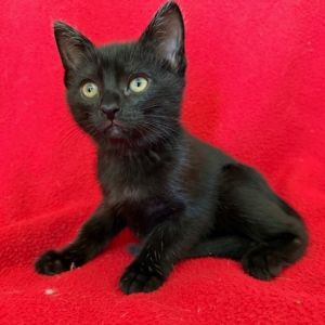 Introducing Heidi the sleek black beauty with a heart full of love and a talent for expert-level hi