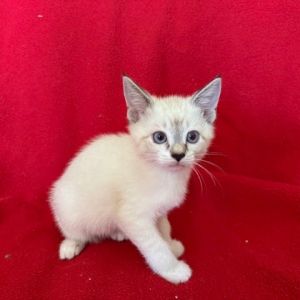 Meet Callista the graceful little lady of the litter and a picture of quiet cha