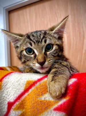 Dale, Baby Male Domestic Short Hair