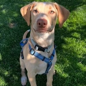 Meet Hudson This fun loving 5 month old labretrieverShepherdcattle dog mix is always ready for a