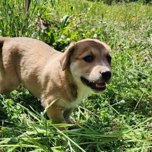 HARRIET - The Feisty Fun-Lover 8 weeks old  Australian Kelpie x Lab x Blue Heeler x Pitbull Harriet