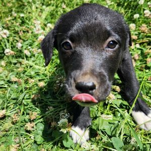 Heather - The Sweetheart Snuggler 8 weeks old  Australian Kelpie x Lab x Blue Heeler x Pitbull Gent