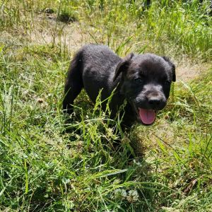 HELEN - The Curious Explorer 8 weeks old  Australian Kelpie x Lab x Blue Heeler x Pitbull Meet Hele