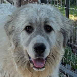 Meet Ace Rescued from Okonogan county with his sister - who has found her forever home This big bo