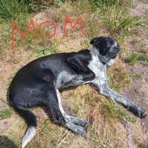 Haisley Australian Cattle Dog / Blue Heeler Dog