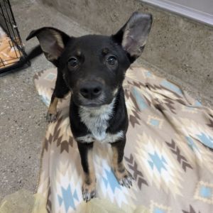 This little 4-month-old bundle of joy Shenzi is part of an adorable litter full of tail-wagging t