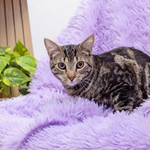 Yogi Bear is a 1-year-old sweetheart who loves to be near his humans sharing lo