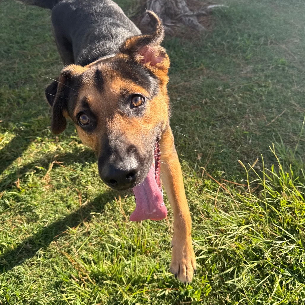 Dex