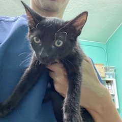 Mima, an adoptable Domestic Short Hair in Guaynabo, PR, 00969 | Photo Image 1