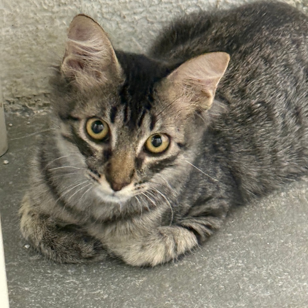 Miko, an adoptable Domestic Medium Hair in Guaynabo, PR, 00969 | Photo Image 1