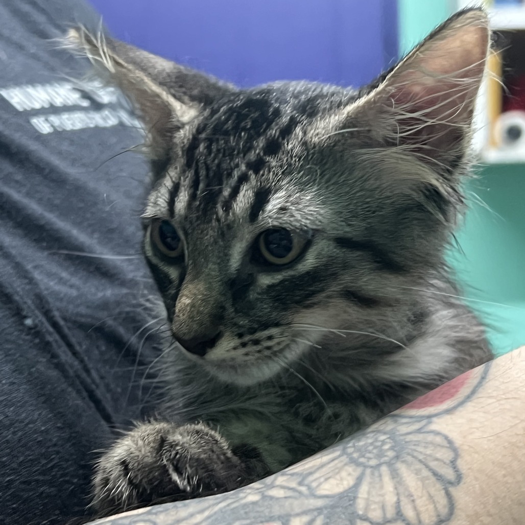 Miko, an adoptable Domestic Medium Hair in Guaynabo, PR, 00969 | Photo Image 2