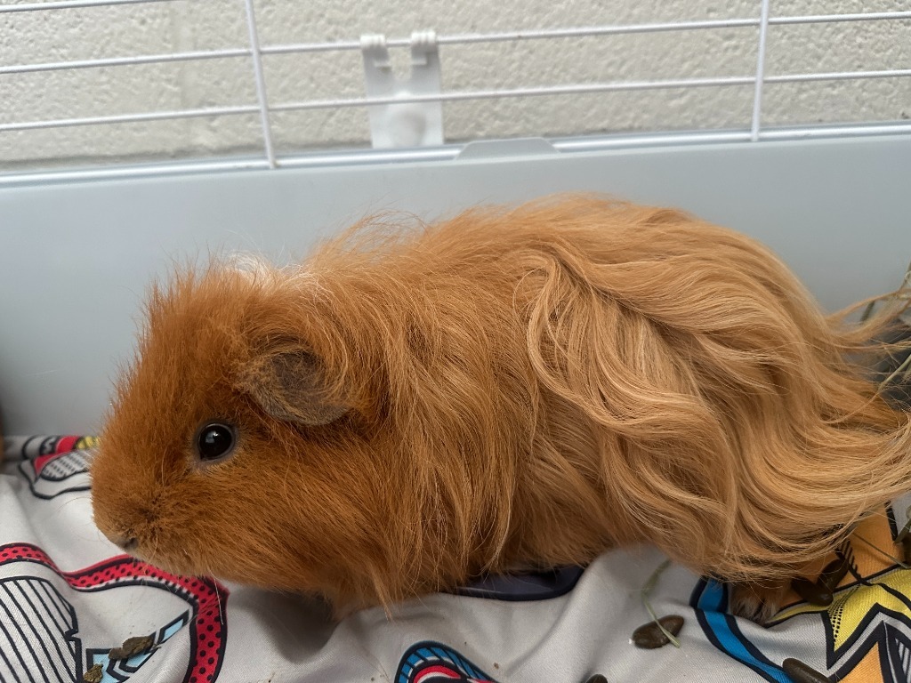 Fabio