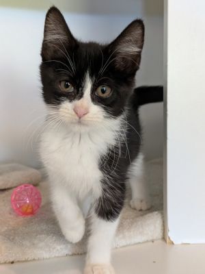 Mai Tai, Baby Female Domestic Short Hair