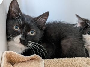 Mojito, Baby Male Domestic Short Hair