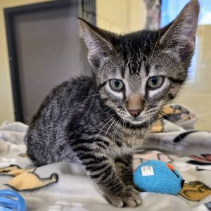 Patrick Vaughn Domestic Short Hair Cat